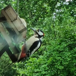 Bird Food
