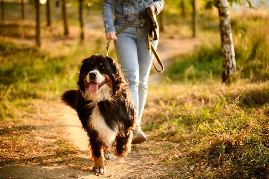 The best dog-friendly walks near Alton Towers